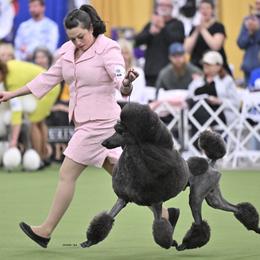 Poodles from Serenity Standard Poodles