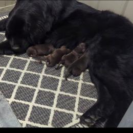 Brown Newfoundland Male 2 - Brown male Newfoundland puppy in Burfordville, Missouri from Umfleet Farms