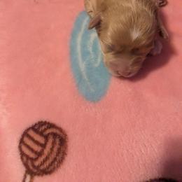Thelma - Apricot female Cavapoo puppy in Lincolnton, North Carolina from Home Sweet Home Puppies