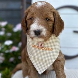 Pink Collar Girl - Red  Goldendoodle puppy in Los Alamitos, California from Given Doodles