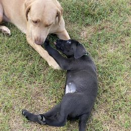 Labrador Retriever Puppies from North Trail Retrievers