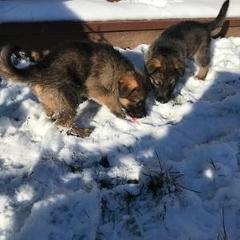 German Shepherd Puppies from K&L Kennels