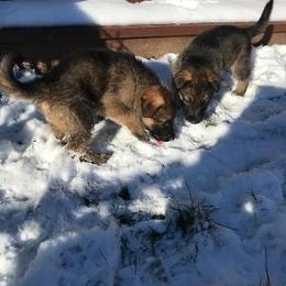 German Shepherd Puppies from K&L Kennels