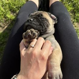 Bullmastiffs from Eggelhoefer K9s