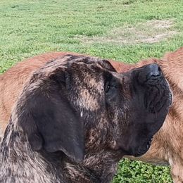Rayne - Mastiff