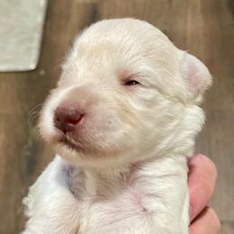Marcus - Wheaten male Miniature Schnauzer puppy in Interlachen, Florida from Pam's Schnauzers