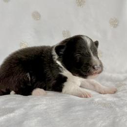Pink - Black and white female Shetland Sheepdog puppy in Gaylord, Michigan from Lexy's Shetland Sheepdogs