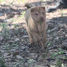 Darcy - Red sable female Chinese Shar-Pei puppy in Lehigh Acres, Florida from Florida Wrinkles