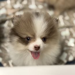 Willow - Chocolate merle female Pomeranian puppy in Newport Beach, California from Exotic City Pomeranians and chihuahuas