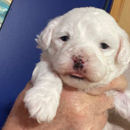 Layla - White female Bichon Frise puppy in Cave City, Kentucky from Loretta's Pups