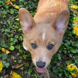Jake AKC registered - White and fawn male Pembroke Welsh Corgi puppy in Montgomery County, Tennessee from Anita’s little Corgi Haven