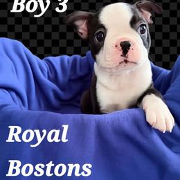 Chubbs - Black brindle and white male Boston Terrier puppy in Clarkston, Washington from Royal Bostons