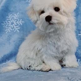 Maltipoo Puppies from Little Cupcakes and Little Punkins Maltipoos