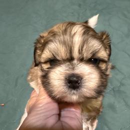 Legend grey - Brindle male Shih Tzu puppy in Temple, Pennsylvania from Kathy Diego's Shih Tzus