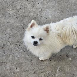 Blossom - Pomeranian