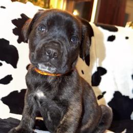 Orange-Yellow Collar - Brindle male Boerboel puppy in Wasilla, Alaska from Northland Boerboels