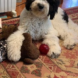 Labradoodle and Poodle All Grown Up from Labradoodles of North Texas