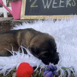Shiloh Shepherd Puppies from Echo Shilohs
