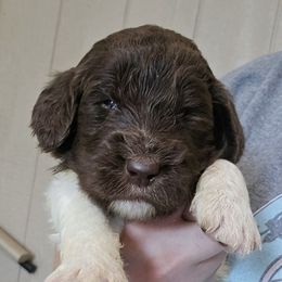 Maroon collar - female Newfypoo puppy in Mckenzie, Tennessee from Small Town Doodles & Poodles