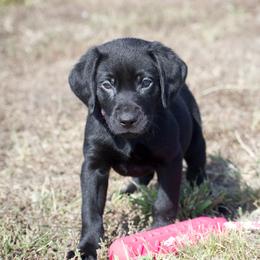 Tink - Black female Labrador Retriever puppy in Gober, Texas from Trigger Time Kennels
