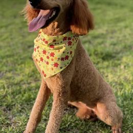 Goldendoodles and Poodles from Glamorous Poodles of Tampa