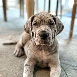 Great Danes from Hera Great Danes