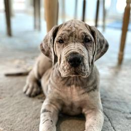 Great Danes from Hera Great Danes