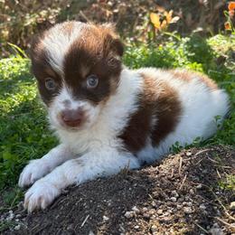 Cash - Red tri-color male Australian Shepherd puppy in Grants Pass, Oregon from Carmel Mountain Aussies