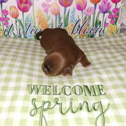Boy 1 - Liver male Shih Tzu puppy in Wooster, Ohio from Mending Hearts Shih Tzu's