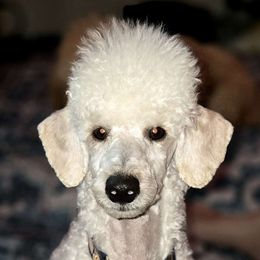 Raffi (Raphael) AKC - Poodle