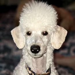 Raffi (Raphael) AKC - Poodle