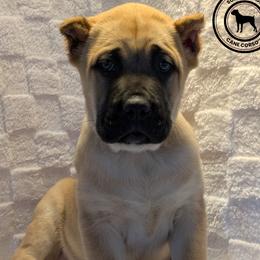 Cane Corso Puppies from Schell Osage Cane Corsos