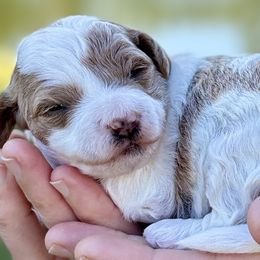 Lucy - Blenheim female Cavapoo puppy in Newville, Alabama from Southeast cavapoos