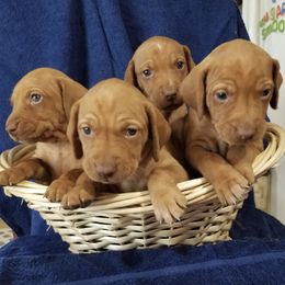 Vizslas from Triple G Vizsla's