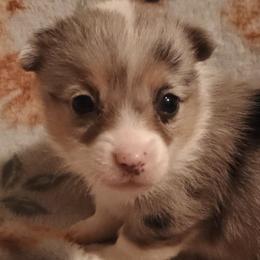 Girl 3 - Blue merle and white female American Corgi puppy in Pioneer, Michigan from Country Corners Corgis