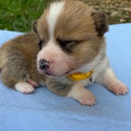Yellow - Sable female Pembroke Welsh Corgi puppy in Dobson, North Carolina from Clover S Farm