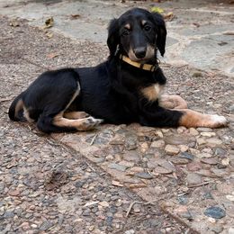 Yellow Girl - Black and tan female Saluki puppy in Los Angeles, California from Srinagar Salukis