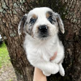 Boy 5 - Blue merle male Australian Shepherd puppy in Lakeland, Florida from Infinite Aussies