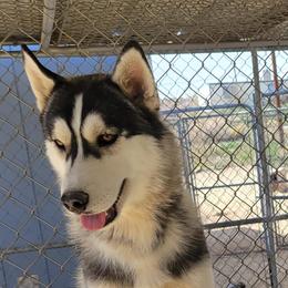 Draco - Siberian Husky
