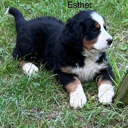 Esther - Black rust and white female Bernese Mountain Dog puppy in Strasburg, Ohio from Lois Allison