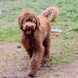 Lavender - Brown and white Sheepadoodle puppy in Austin, Texas from Darling Doodles