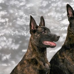 Dutch Shepherds from Heather Sather's Dutch Shepherds