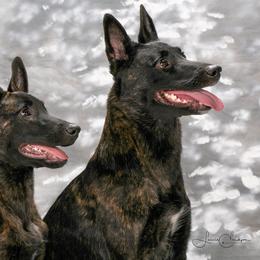 Dutch Shepherds from Heather Sather's Dutch Shepherds