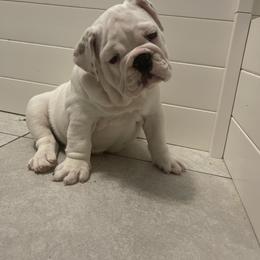 Bulldog and French Bulldog Puppies from The Georgia Bully Bunch