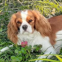 Bean - Cavalier King Charles Spaniel