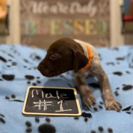 Male 1 - Liver roan male German Shorthaired Pointer puppy in Kathleen, Florida from Alex Yates GSP's