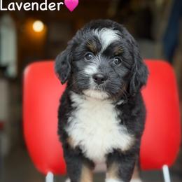 Lavender - Black tri-color female Aussiedoodle puppy in Lancaster, Minnesota from Finney Ranch