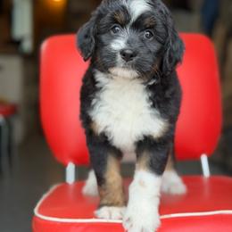Lavender - Black tri-color female Aussiedoodle puppy in Lancaster, Minnesota from Finney Ranch