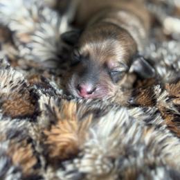 Munster - Cream male Dachshund puppy in Lincoln, California from ForeversEdge Doxies