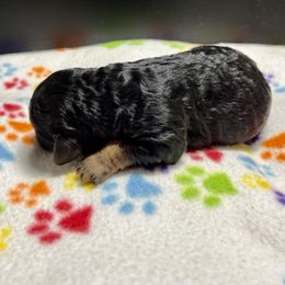 Goldendoodle and Poodle Puppies from SnickerDoodlePups